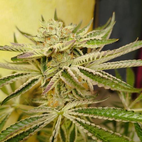 Sacred Terps _Chimera#3 X Bio Tabs. Week 14