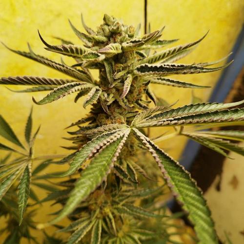 Sacred Terps _Chimera#3 X Bio Tabs. Week 14
