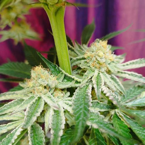 Sacred Terps _Chimera#3 X Bio Tabs. Week 14