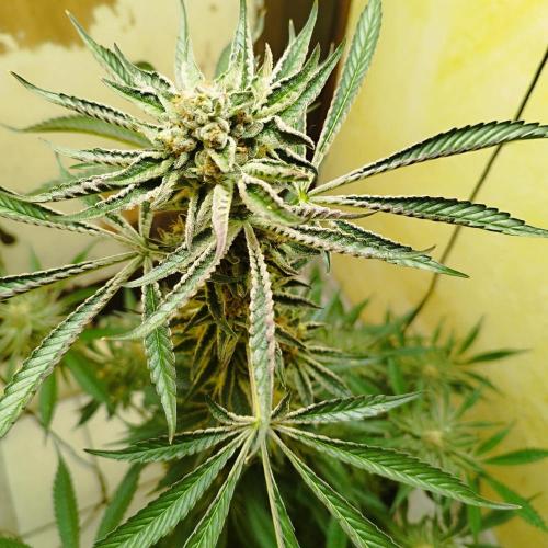 Sacred Terps _Chimera#3 X Bio Tabs. Week 14