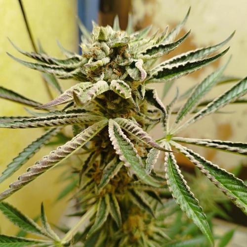 Sacred Terps _Chimera#3 X Bio Tabs. Week 14