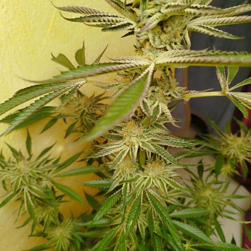 Sacred Terps _Chimera#3 X Bio Tabs. Week 14