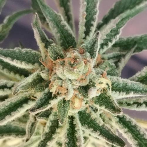 Sacred Terps _Chimera#3 X Bio Tabs. Week 14
