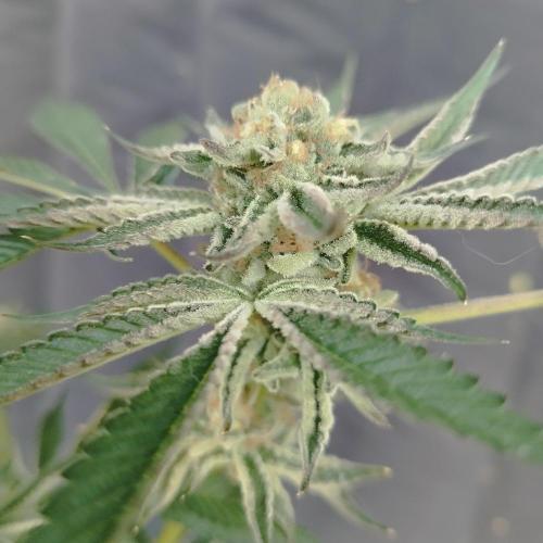 Sacred Terps _Chimera#3 X Bio Tabs. Week 14