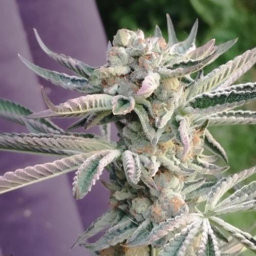 Sacred Terps _Chimera#3 X Bio Tabs. Week 14