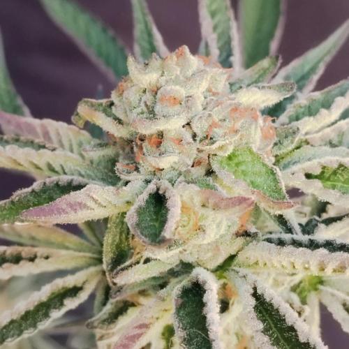 Sacred Terps _Chimera#3 X Bio Tabs. Week 14