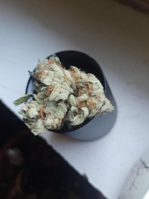 Sacred Terps _Chimera#3 X Bio Tabs. Week 14