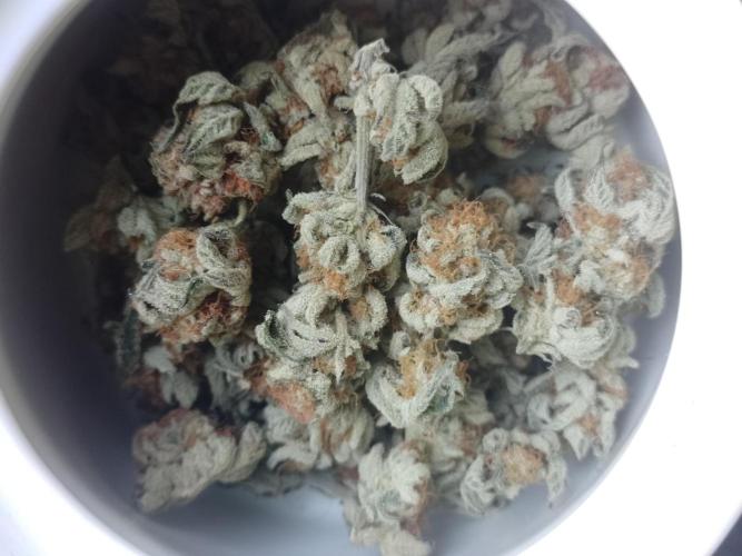 Sacred Terps _Chimera#3 X Bio Tabs. Week 14