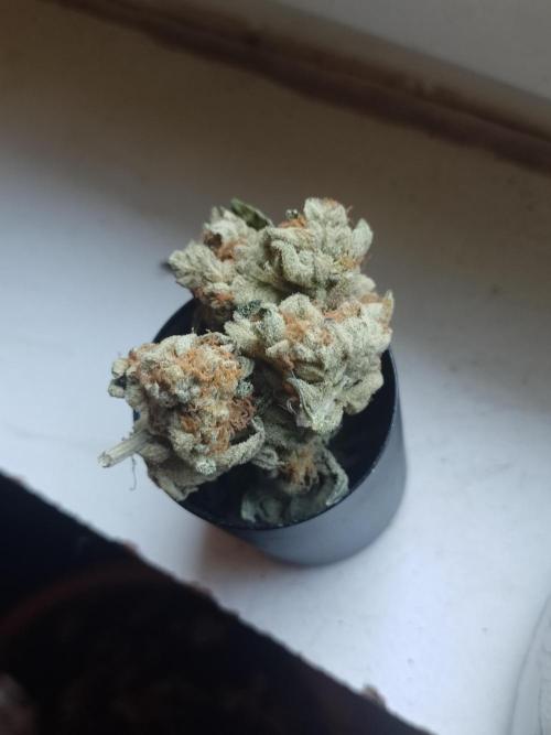 Sacred Terps _Chimera#3 X Bio Tabs. Week 14