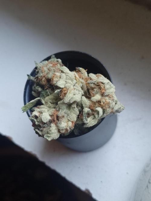 Sacred Terps _Chimera#3 X Bio Tabs. Week 14