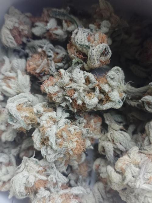 Sacred Terps _Chimera#3 X Bio Tabs. Week 14
