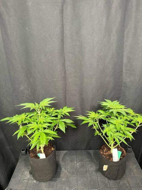 Rainbow Melon. Week 6