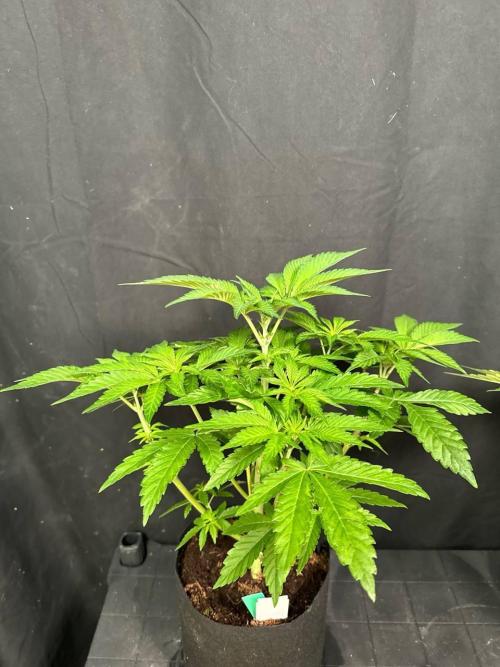 Rainbow Melon. Week 6