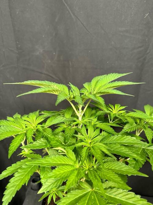 Rainbow Melon. Week 6