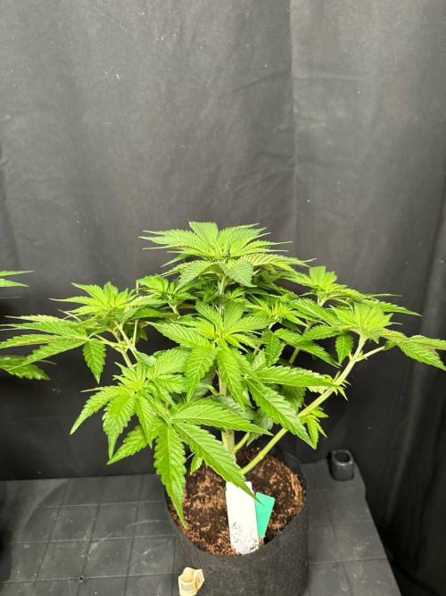 Rainbow Melon. Week 6