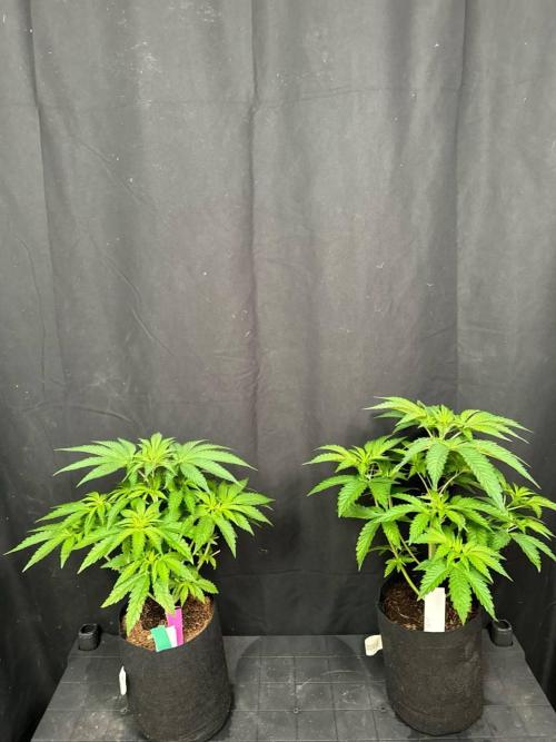 Papaya Sherbet. Week 6