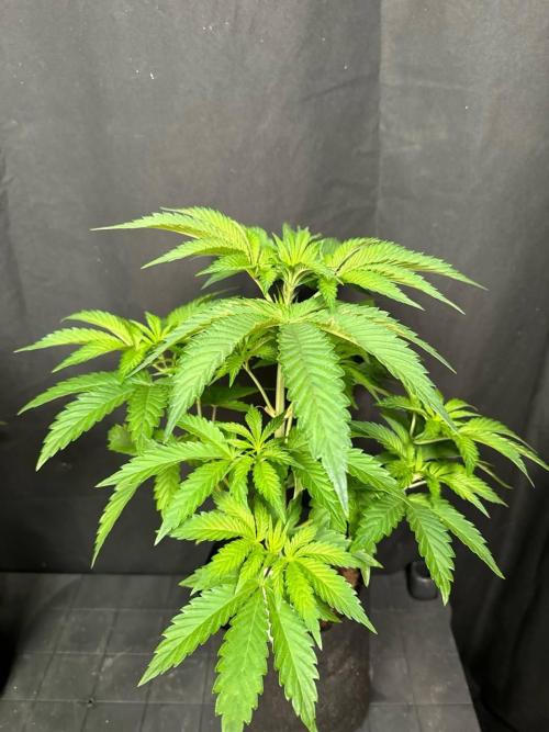 Papaya Sherbet. Week 6