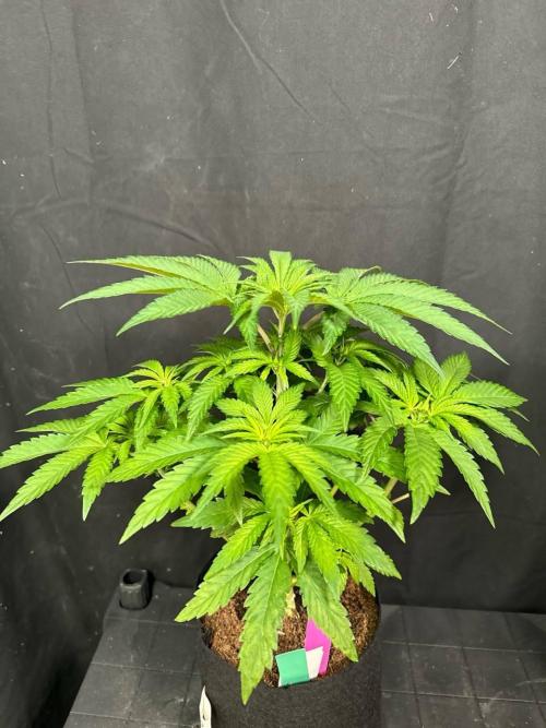 Papaya Sherbet. Week 6