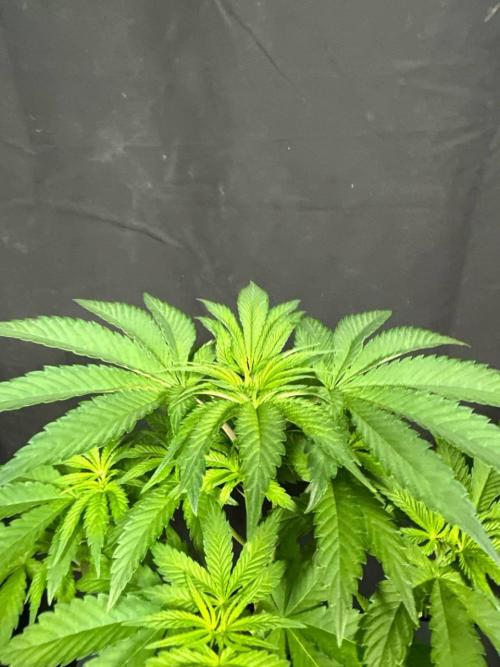 Papaya Sherbet. Week 6