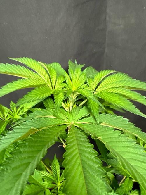 Papaya Sherbet. Week 6