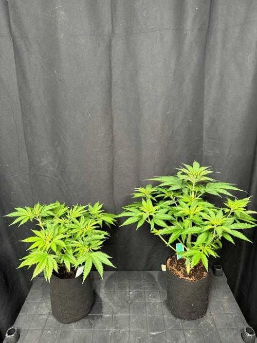 Lemon Mandarin. Week 6