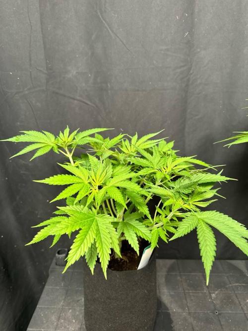 Lemon Mandarin. Week 6