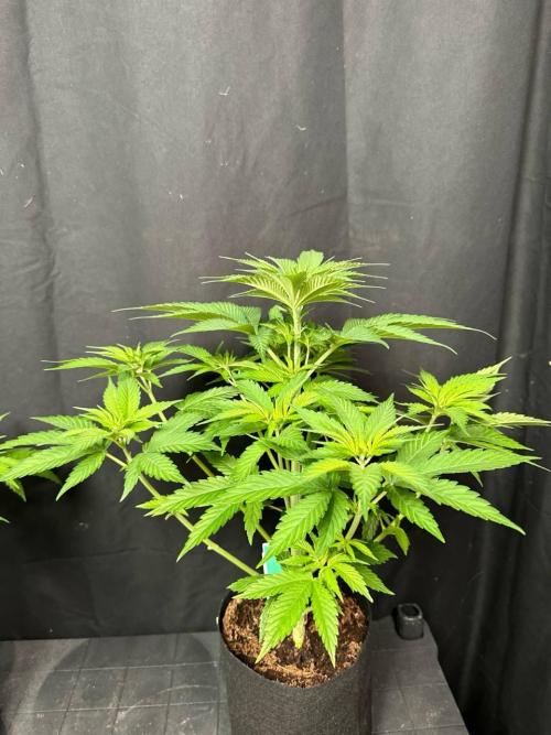 Lemon Mandarin. Week 6