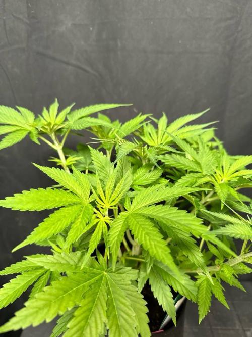 Lemon Mandarin. Week 6