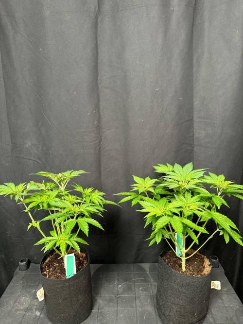 Gorilla Melon. Week 6