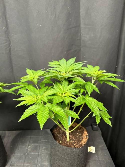 Gorilla Melon. Week 6