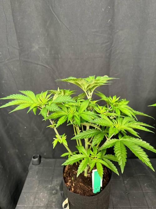 Gorilla Melon. Week 6