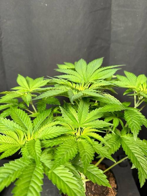 Gorilla Melon. Week 6