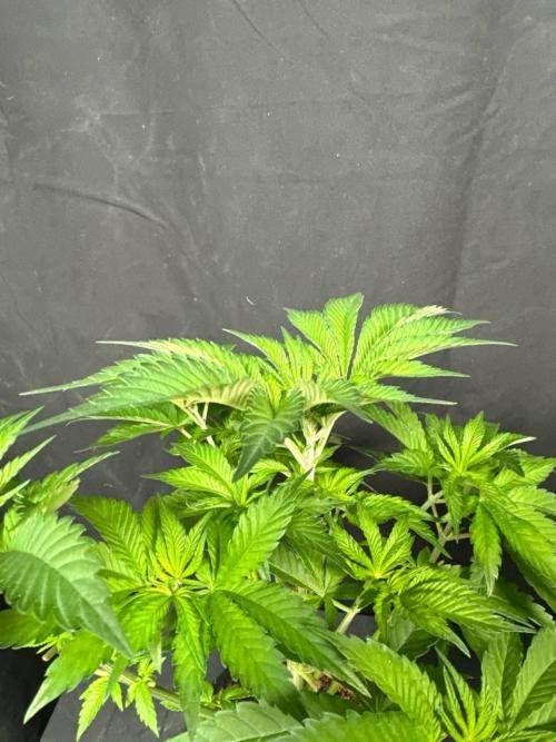 Gorilla Melon. Week 6