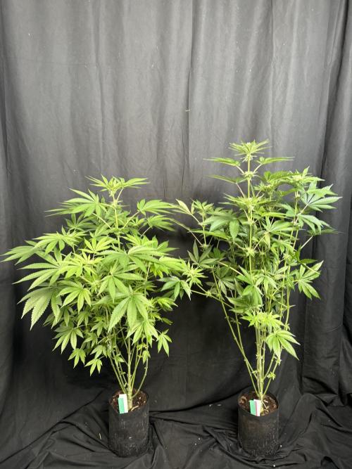 Gorilla Melon. Week 13