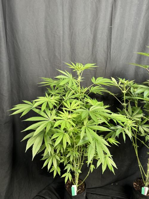 Gorilla Melon. Week 13