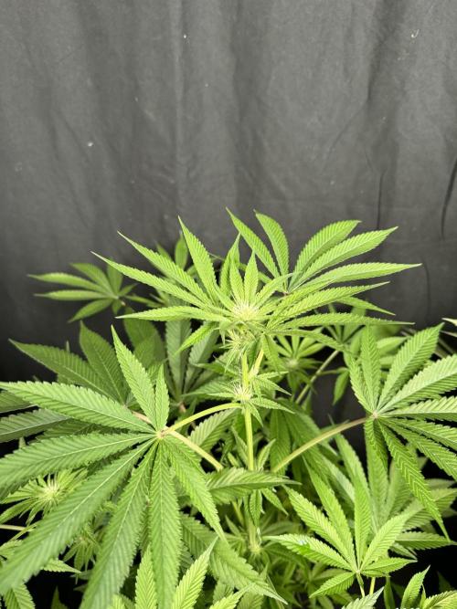 Gorilla Melon. Week 13