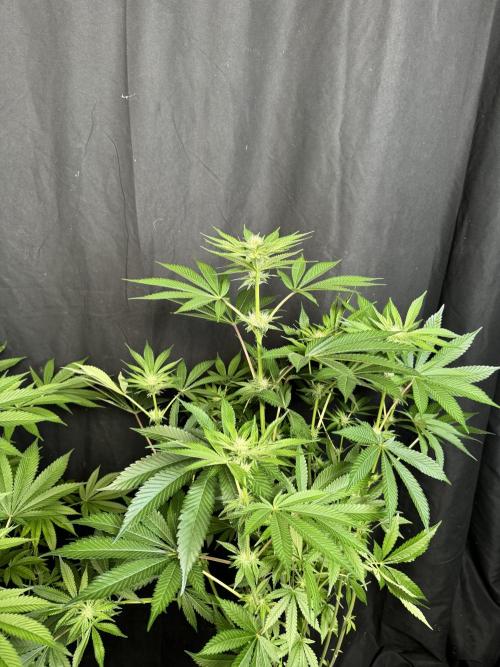 Gorilla Melon. Week 13