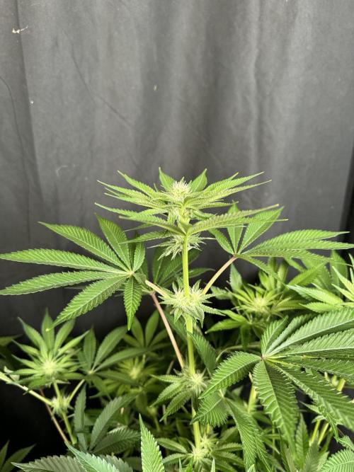 Gorilla Melon. Week 13