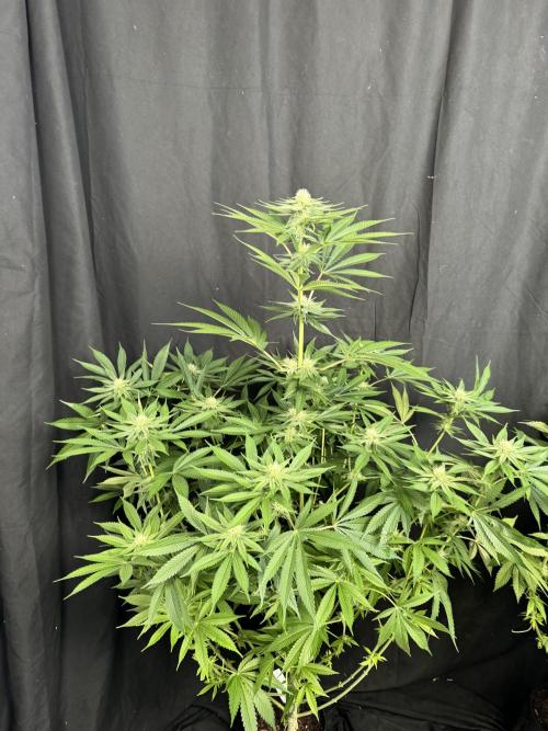 Lemon Mandarin. Week 13