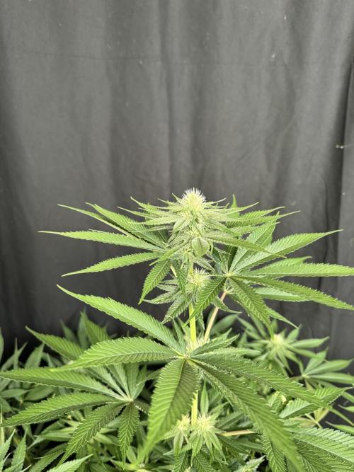 Lemon Mandarin. Week 13