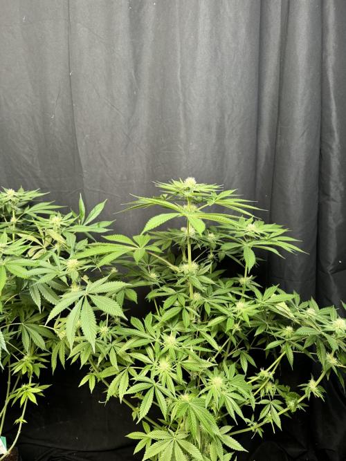 Lemon Mandarin. Week 13