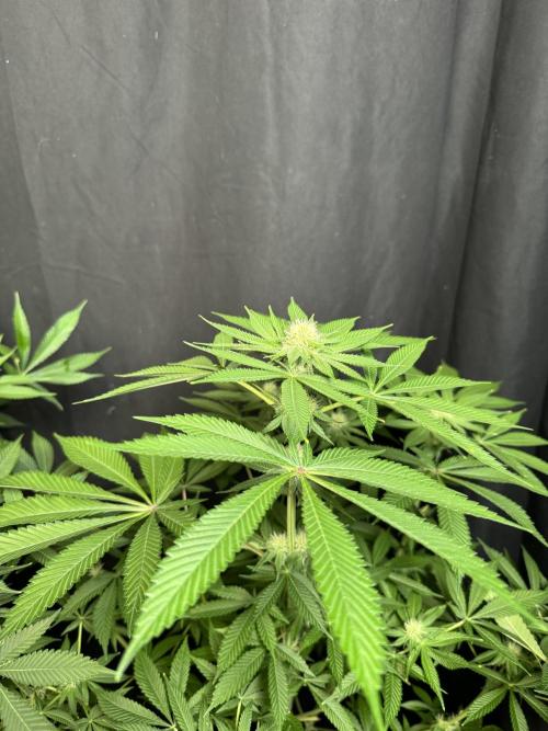 Lemon Mandarin. Week 13