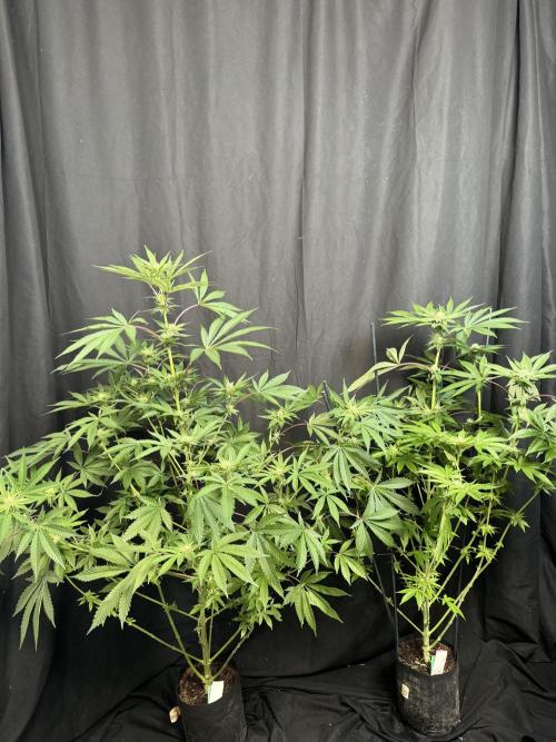 Papaya Sherbet. Week 13