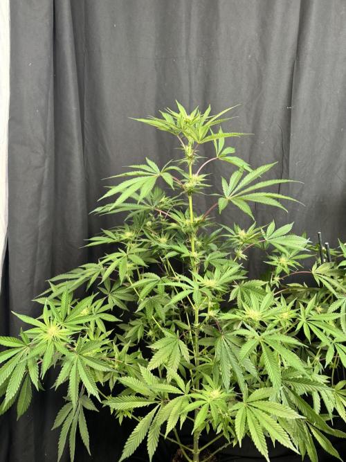 Papaya Sherbet. Week 13