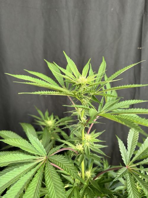 Papaya Sherbet. Week 13