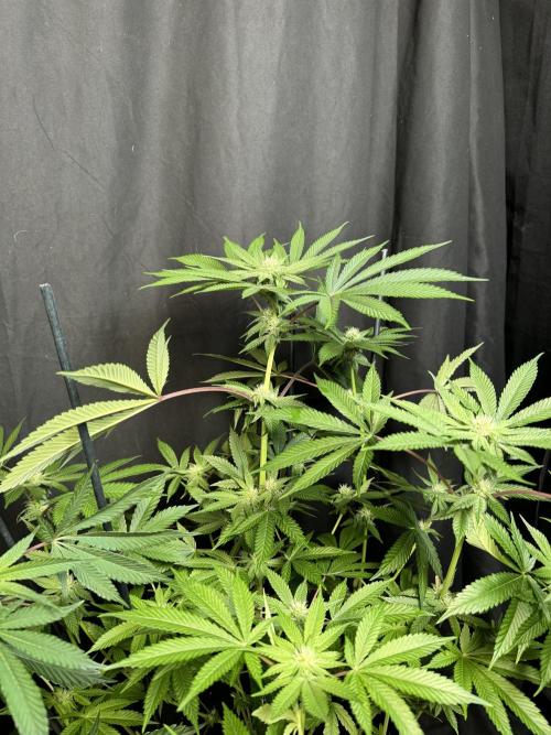 Papaya Sherbet. Week 13