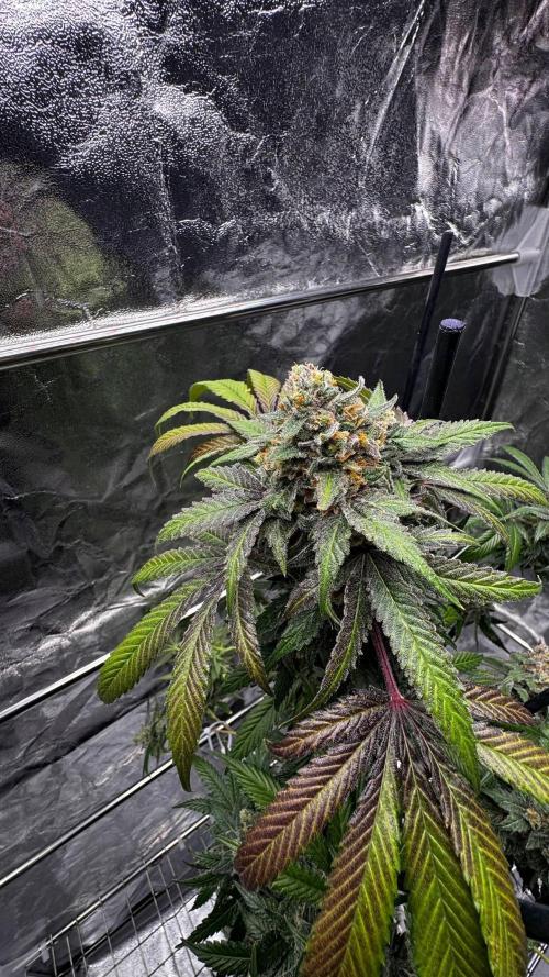 Rainbow Melon. Week 18