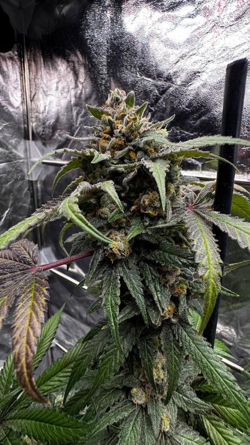 Rainbow Melon. Week 18