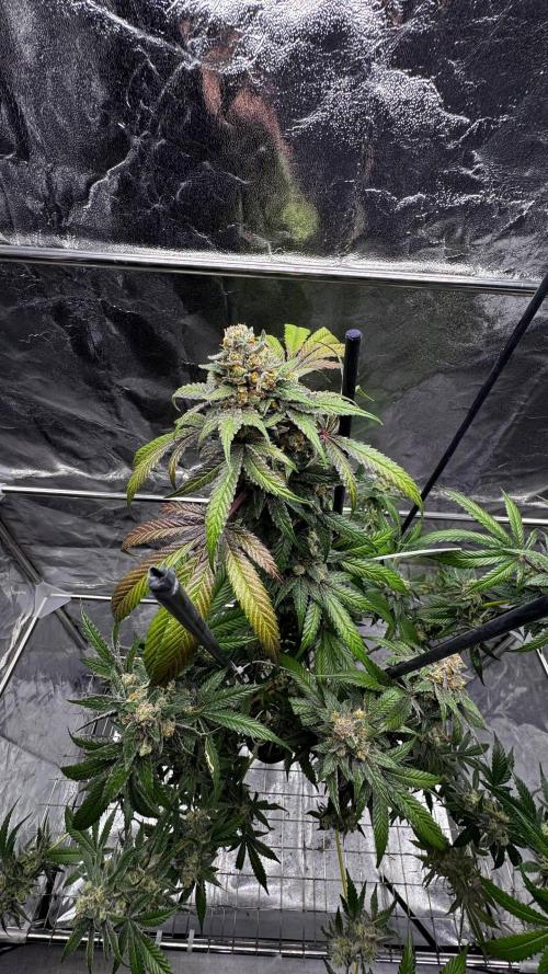 Rainbow Melon. Week 18