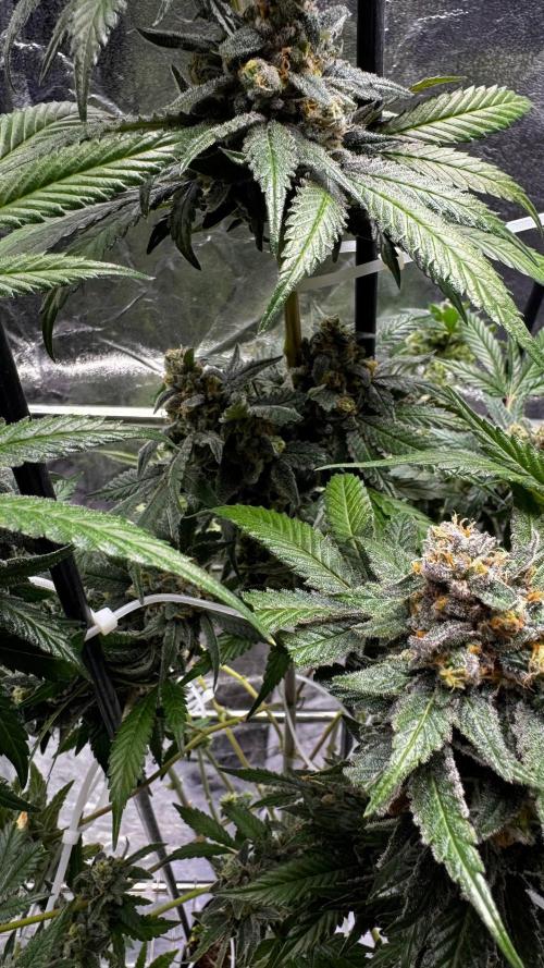 Rainbow Melon. Week 18